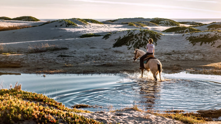 馬型新ロボット「CORLEO(コルレオ)」とは