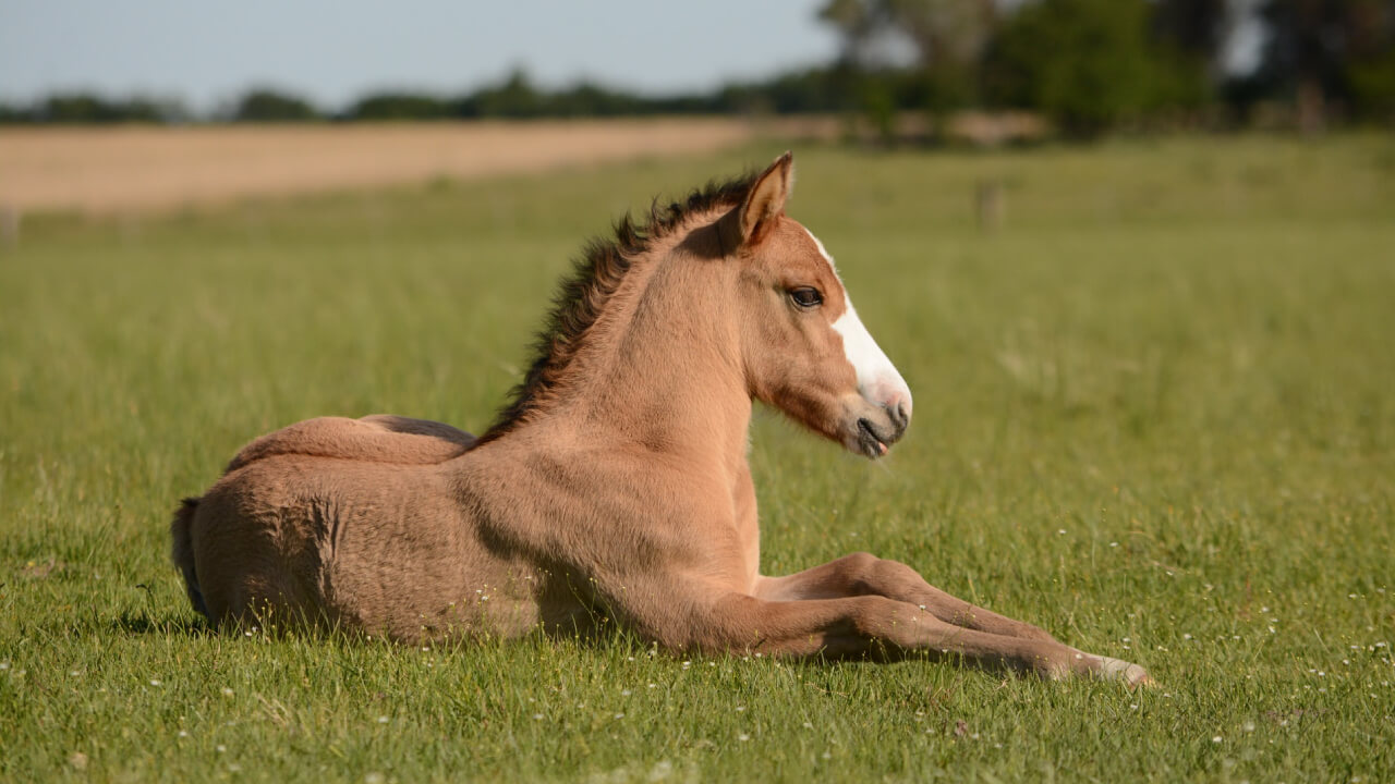野生馬っているの！？】群れの中で生きる野生馬について 
