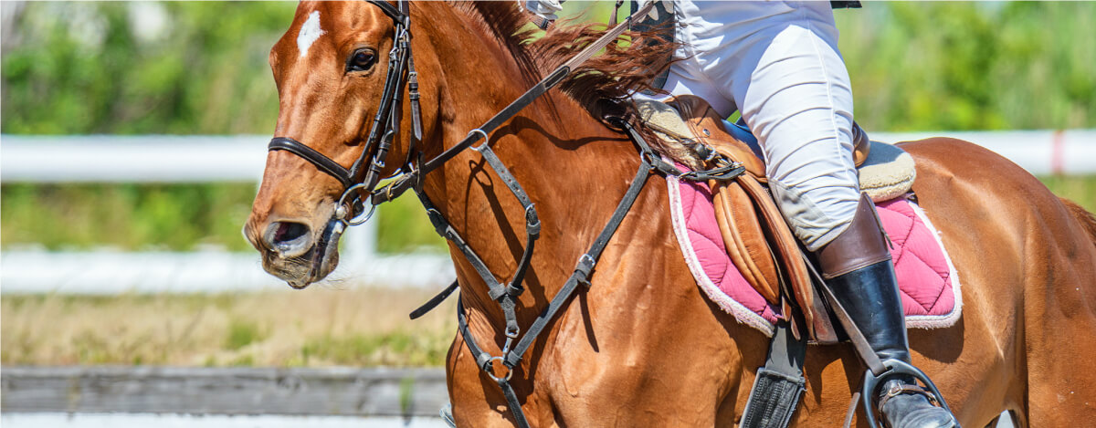 全国の乗馬体験、乗馬クラブの紹介EQUIA｜エクイア