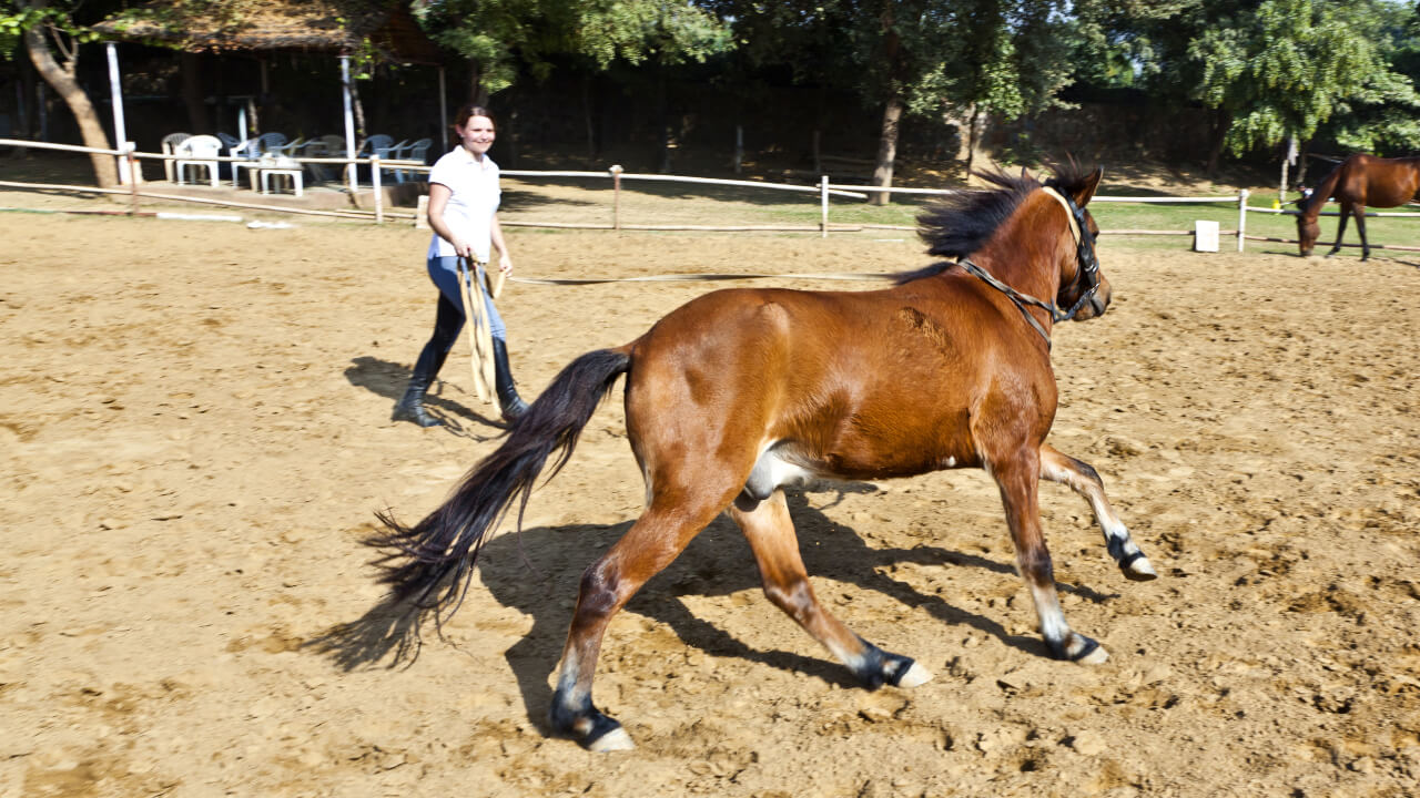 乗馬の資格】乗馬インストラクターになるには？種類や取得方法や費用を解説