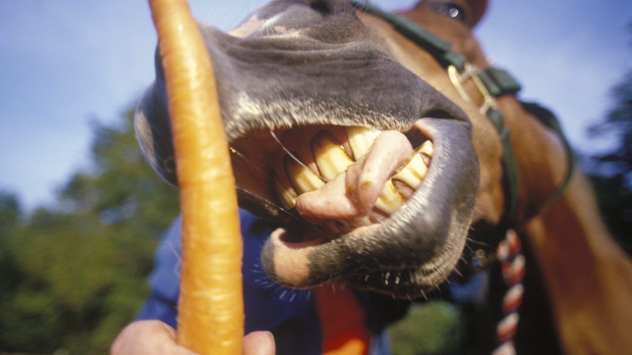 馬の食べ物 馬の好物 本当に人参が好き 食事 おやつ ダメなもの