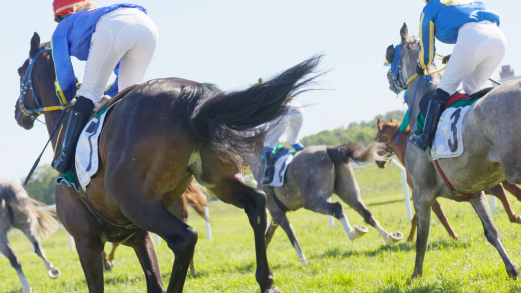 タフなイメージの馬 一日に移動できる距離はどれぐらい 全国の乗馬体験 乗馬クラブの紹介equia エクイア