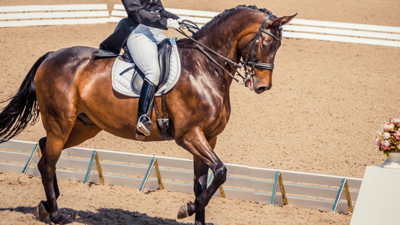 他にもいろいろ乗馬ライセンスのすべて 全国の乗馬体験 乗馬クラブの紹介equia エクイア