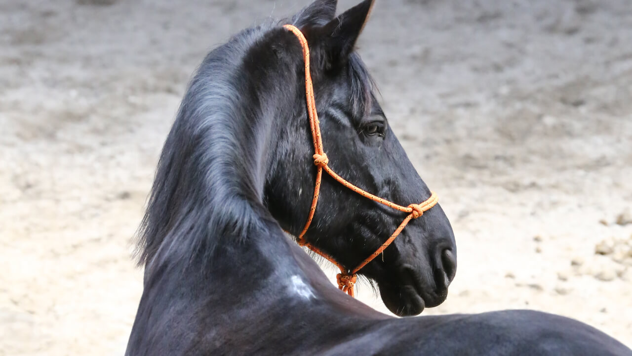 首を下げたり振ったりする馬への対処法