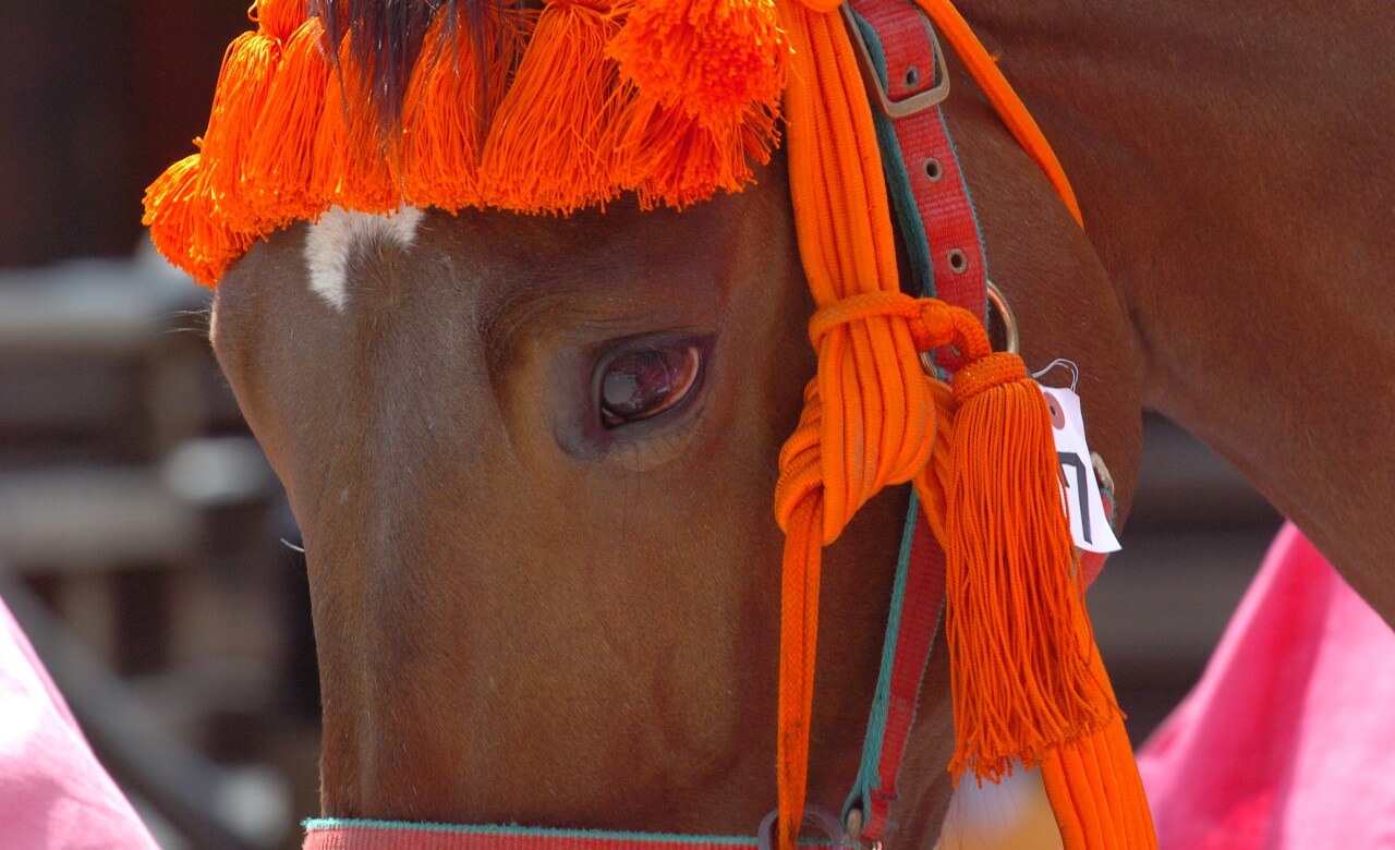 主役は馬】日本の三大馬祭り