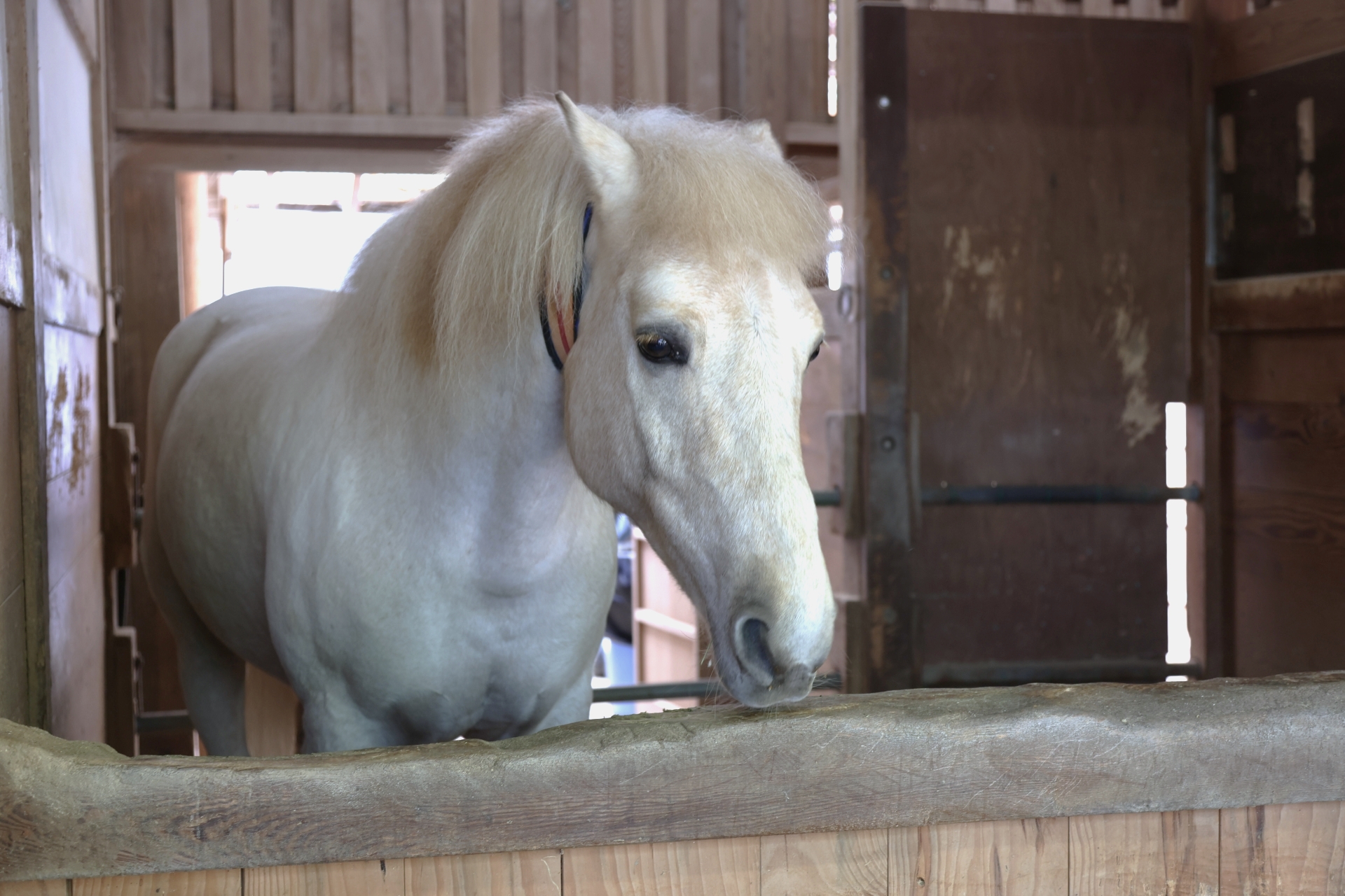 馬」は動物界最強の縁起物？