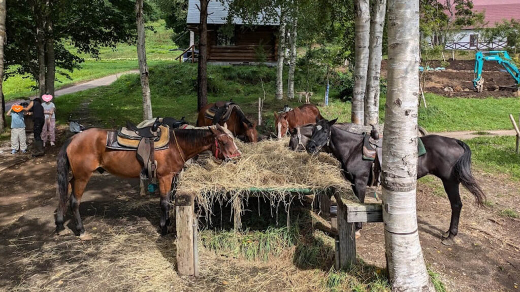 ルスツランチで放牧される馬