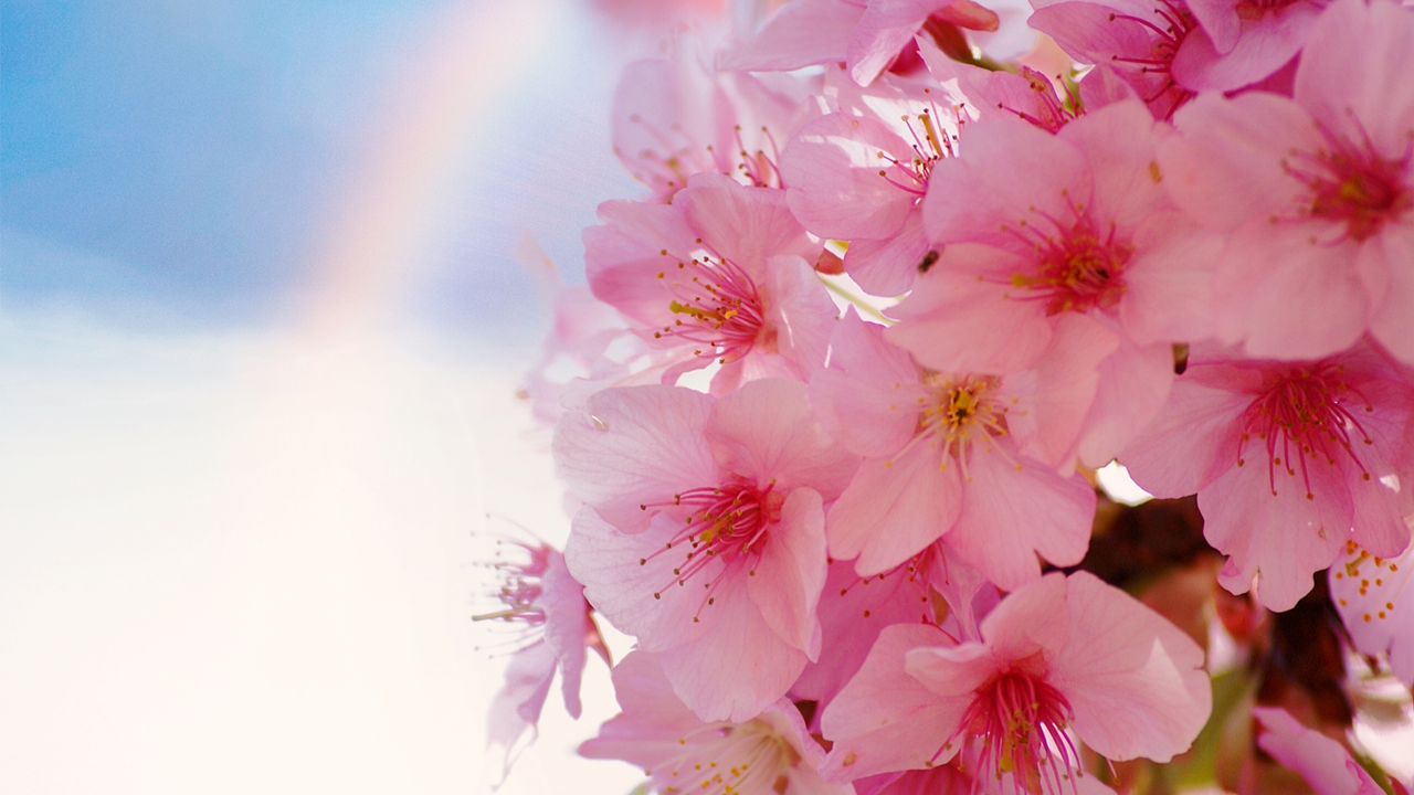 【競馬ファンにはおなじみ】負けても愛された「ハルウララ」