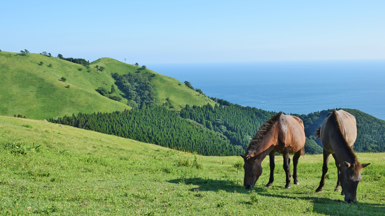 【日本在来馬】国の天然記念物に指定されている馬
