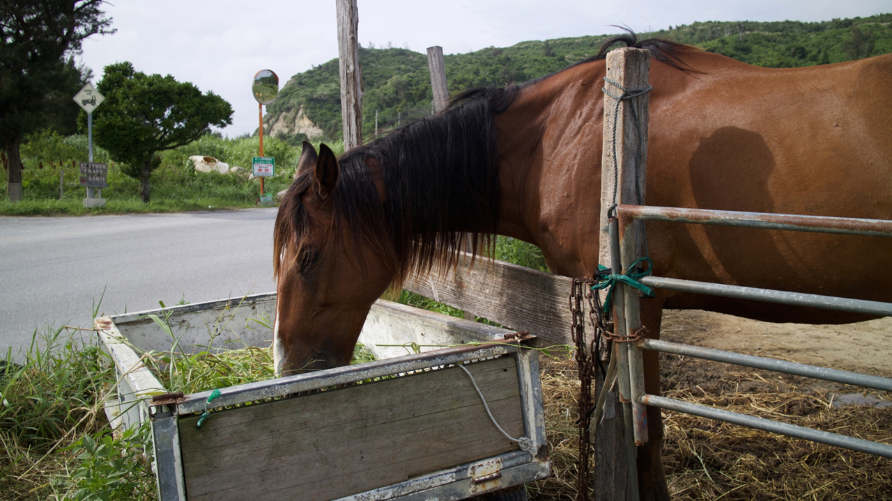 【馬の健康を守る】知っておきたい栄養素