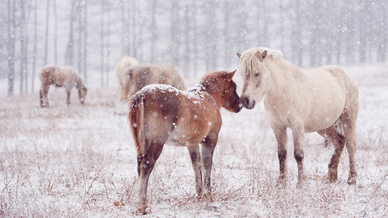【冬到来】寒い時期の馬の過ごしかた