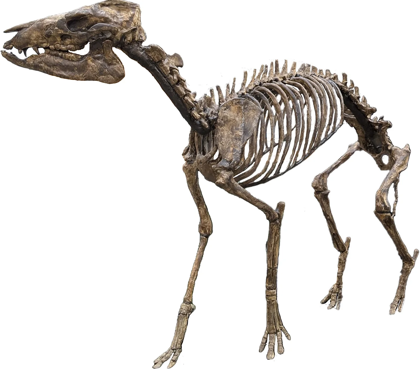 ウマ好きが科博 特別展「大絶滅展―生命史のビッグファイブ」を訪れるべき3つの理由